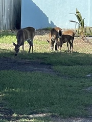 Odocoileus virginianus clavium