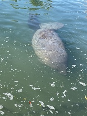 Trichechus manatus latirostris