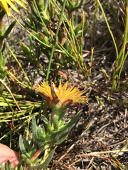 Lampranthus bicolor