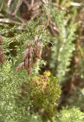 Thamnochortus fruticosus