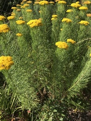 Hymenolepis crithmifolia