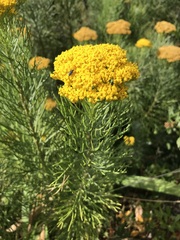 Hymenolepis crithmifolia