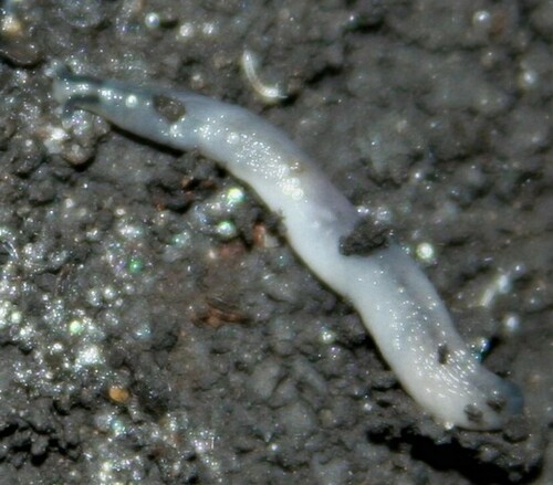 Worm Slug, Rockcliffe - Manor Park, Ottawa, ON, Canada, photo 10 of 10