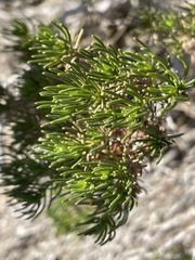 Peucephyllum schottii
