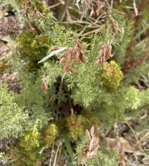 Thamnochortus fruticosus