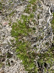 Peucephyllum schottii