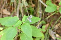 Salvia urolepis
