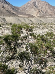 Peucephyllum schottii