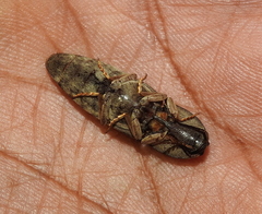 Agrypninae