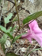 Ipomoea crassipes