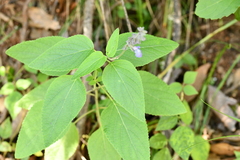 Salvia urolepis
