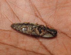 Agrypninae