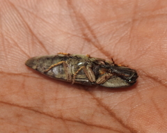 Agrypninae