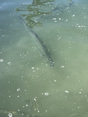 Megalops atlanticus