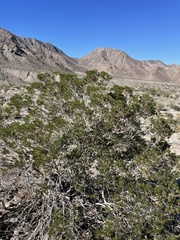 Peucephyllum schottii
