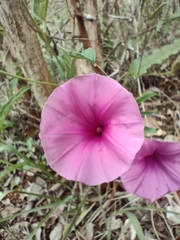 Ipomoea crassipes