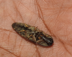 Agrypninae