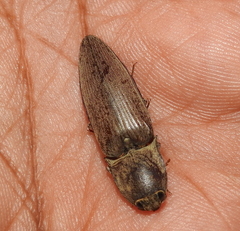 Agrypninae
