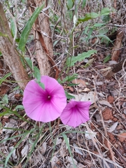 Ipomoea crassipes