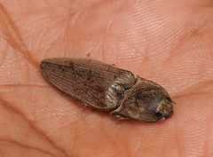 Agrypninae