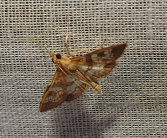 Sameodes cancellalis