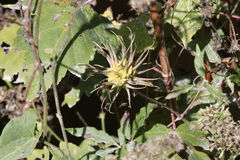 Clematis crispa