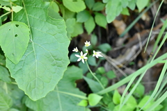 Nothoscordum bivalve