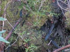 Asplenium flabellifolium