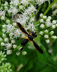Trichopoda plumipes