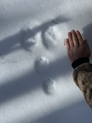 Lepus americanus