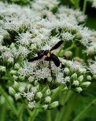 Trichopoda plumipes