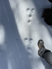 Lepus americanus