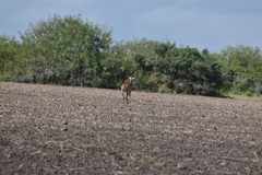 Boselaphus tragocamelus