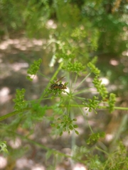 Brachygastra lecheguana