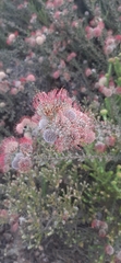 Leucospermum calligerum