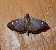 Coptobasis