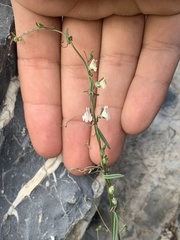 Sairocarpus kingii