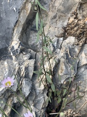 Sairocarpus kingii