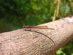 Oxyagrion terminale