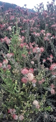 Leucospermum calligerum