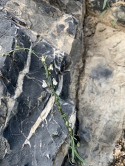 Sairocarpus kingii