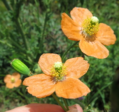Papaver aculeatum