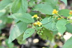 Greenmaniella resinosa