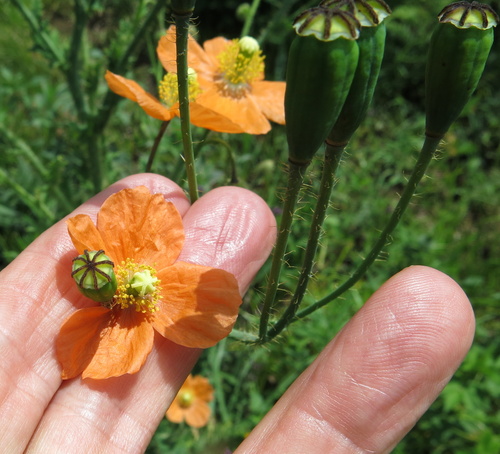 Image of Afropapaver aculeatum by no rights reserved