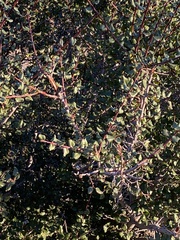 Rhamnus ilicifolia