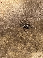 Herpyllus ecclesiasticus