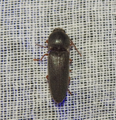 Hemicrepidius