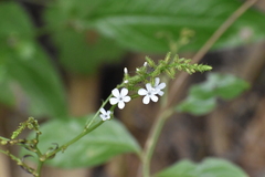 Plumbago zeylanica