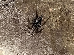 Herpyllus ecclesiasticus