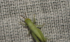 Cyrtoxipha columbiana